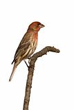 profile of house finch sitting on a branch