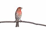 vertical profile of house finch perched on a branch