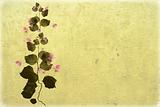 Bouganvillea on beige washed wall background