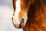 horse nose closeup