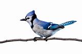 horizontal view of bluejay perched on a branch