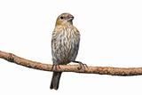 female house finch perched on a pine branch