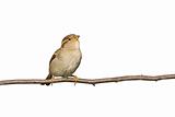 sparrow perched on a branch prepared to fly