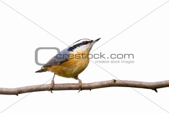red-breasted nuthatch perched on a branch in search of food