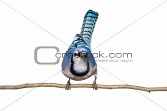 bluejay sitting on branch looking straight ahead