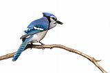 bluejay pictured from behind sitting on branch