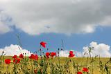Red poppies and golden field