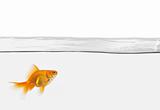 single goldfish in water isolated
