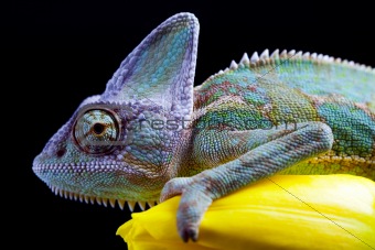 Flower on chameleon