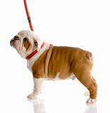 nine week old english bulldog puppy on a red leash