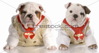 two puppies dressed in matching formal wear