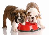 two nine week old english bulldogs puppies and a red dog food dish
