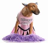 bull terrier dressed as a cheerleader