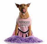 bull terrier dressed as a cheerleader licking lips on white background