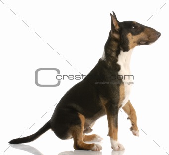 bull terrier ready to shake a paw