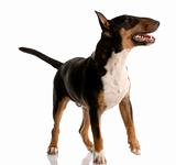 bull terrier - tri color nine month old puppy on white background
