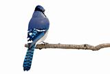 backside view of a bluejay perched on a branch