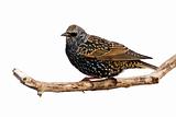 profile of starling at rest on a branch