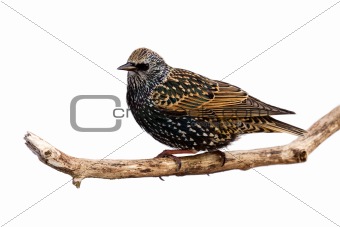 profile of starling at rest on a branch