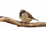 portrait of a sparrow eating a sunflower seed