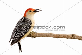 profile of red-bellied woodpecker with beak open