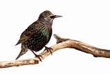 profile of a european starling