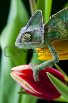 Chameleon on the leaf