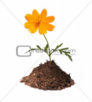 Orange flower in mound of earth