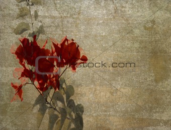 red bougainvillea on cloudy plaster