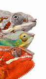 Close-up of colorful Chameleon Furcifer Pardalis, Masoala, 4 yea