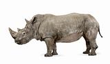 White Rhinoceros or Square-lipped rhinoceros, Ceratotherium simum, 10 years old, in front of a white background