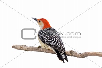 red-bellied woodpecker with a snow covered beak