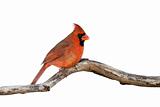 profile of a male cardinal sitting on a branch