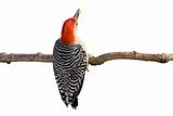 red-bellied woodpecker holds a kernel of corn