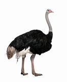 Male ostrich, Struthio camelus standing in front of a white back
