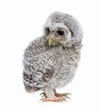 Baby Little Owl, 4 weeks old, Athene noctua, in front of a white