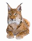 Eurasian Lynx, Lynx lynx, 5 years old, in front of a white background