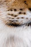 Close-up of Eurasian Lynx whiskers, Lynx lynx, 5 years old
