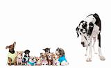 Large dog looking at small puppies in front of white background,