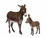 Donkey, 4 years old, and his foal, 2 months old, in front of whi
