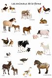 Collage of farm animals in French in front of white background, 