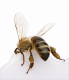 Honeybee in front of white background, studio shot