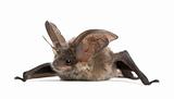Grey long-eared bat, Plecotus astriacus, in front of white backg