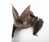 Grey long-eared bat, Plecotus astriacus, in front of white backg