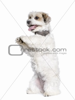 Mixed-Breed Dog between a Bichon and a Jack Russell standing on 