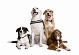 Group of bastard dogs sitting in front of white background, stud
