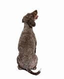back view of a Rear view of Spanish water spaniel dog, 3 years o