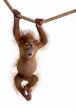 Baby Sumatran Orangutan hanging on rope, 4 months old, in front 