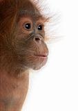 Close-up of baby Sumatran Orangutan, 4 months old, in front of w