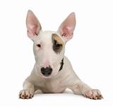 Bull Terrier puppy, 5 months old, in front of a white background